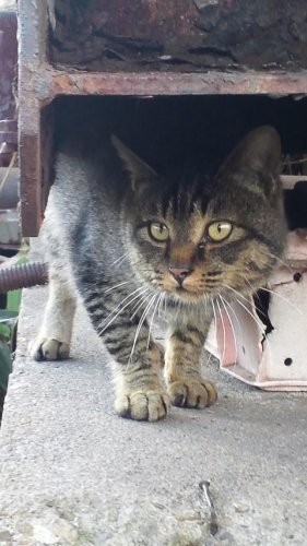 レッツゴー数匹