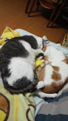 わくわく動物ランド