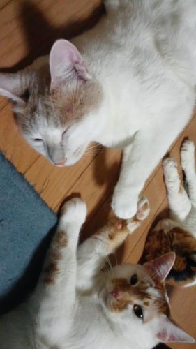 ウルトラマンエースごっこ