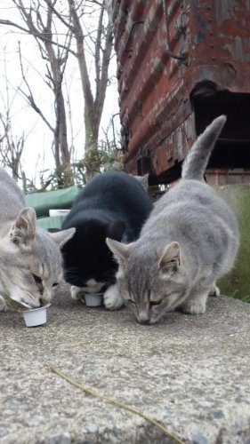 レッツゴー数匹