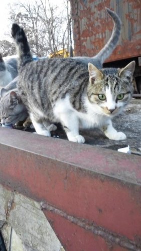 レッツゴー数匹