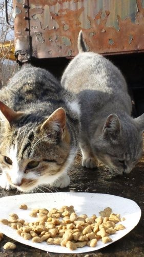 レッツゴー数匹