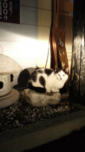 猫居酒屋