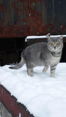 レッツゴー数匹