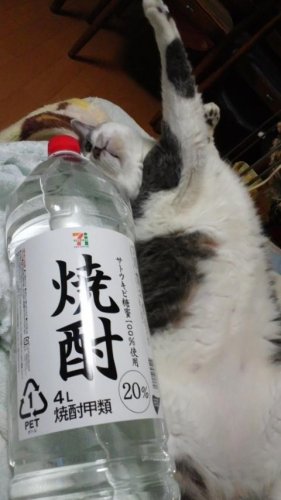 １月からの新番組