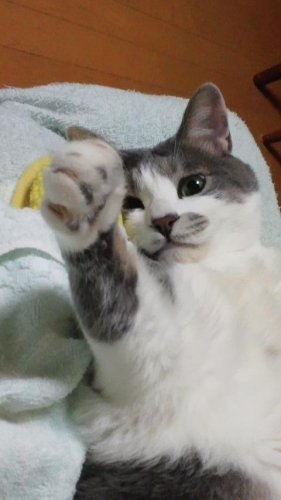 年末乗り切るぞ