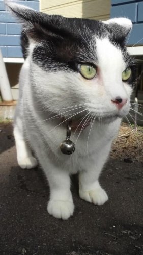 ヒムロック似の