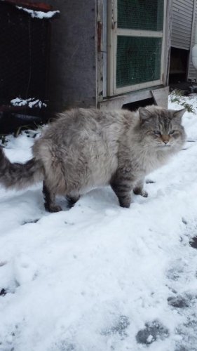 輝く日本ネコード大賞