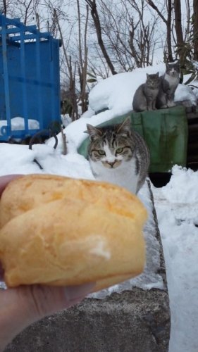 シュークリームはね