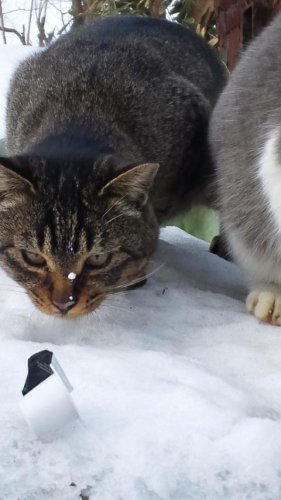 あっはん 顔に濃厚ミルクが…