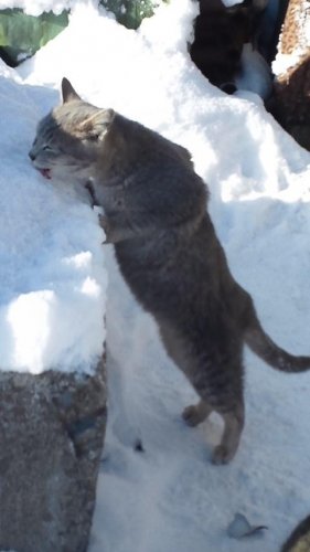 プーマポーズの