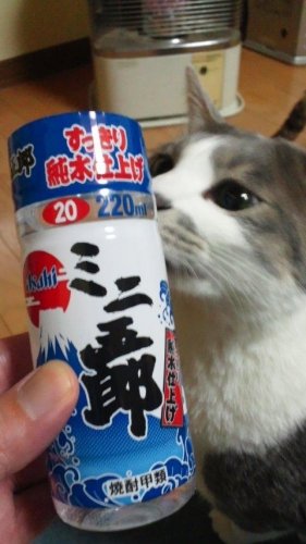 ゴロゴロゴロゴロゴロゴロゴロ…