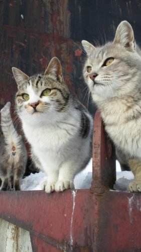 レッツゴー三匹