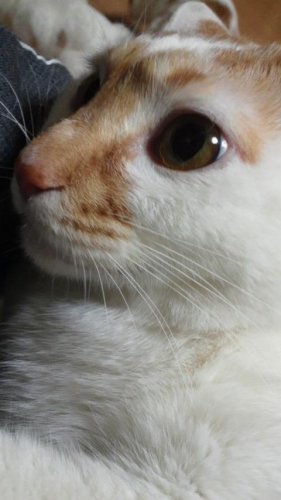 むりくり抱っこしたら