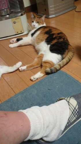 にせルーズソックス