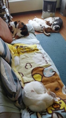 あなたはどっち？