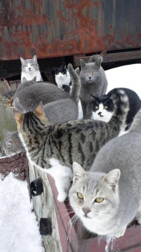 レッツゴー数匹