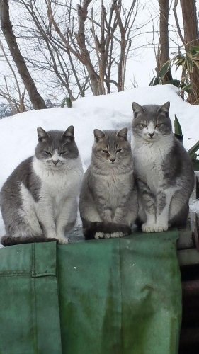 レッツゴー数匹