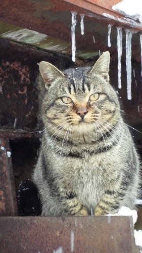 レッツゴー数匹