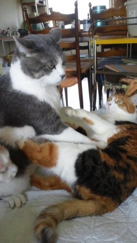 にゃん日本プロレス