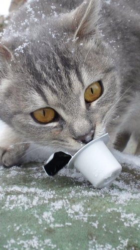 レッツゴー三匹