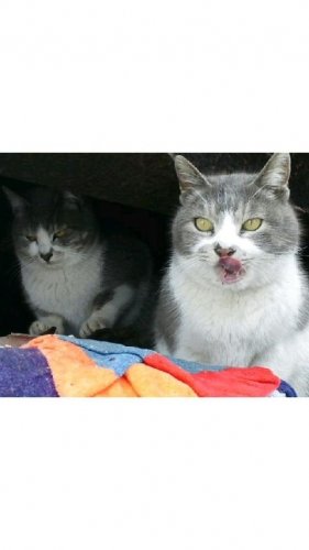 レッツゴー数匹