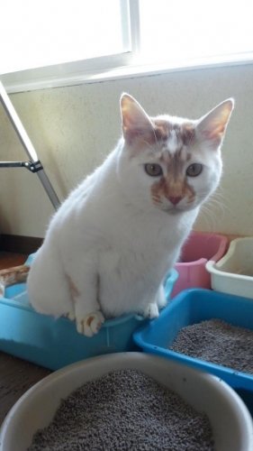 スカッと爽やか