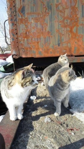 レッツゴー数匹