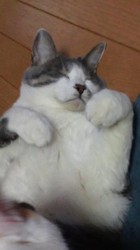 にゃん日本プロレス