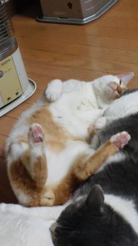 みんな見てくれ