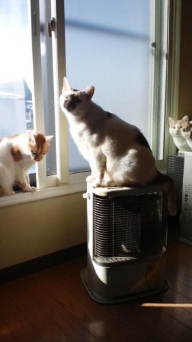 偽ビクターのニッパー君