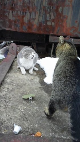 決戦北海の大決闘