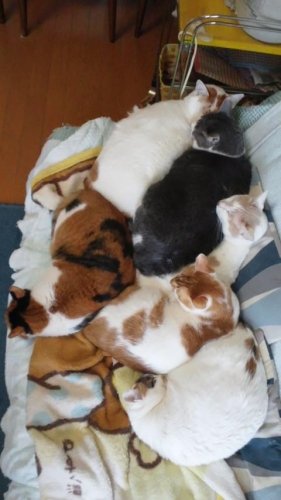 ニャコム