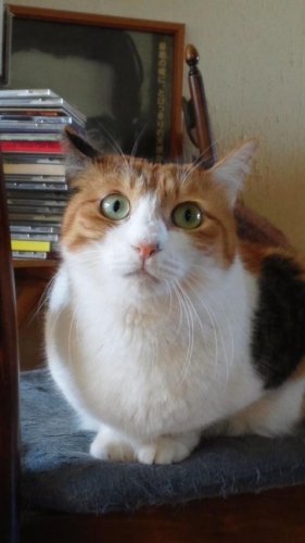 ニャコム