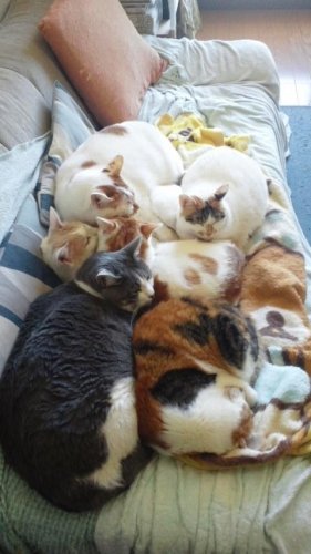 ニャコム