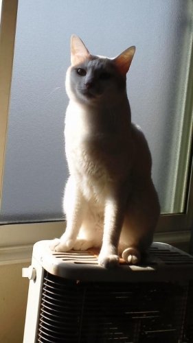 ココたん