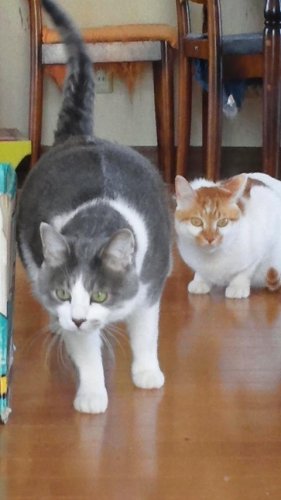 ニャコム