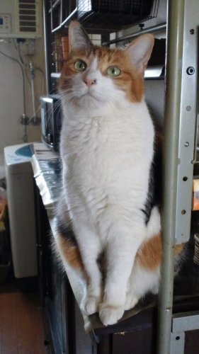 ニャコム