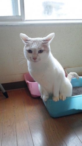 ニャコム