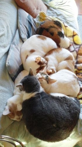 ニャコム