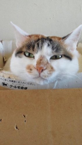 ニャコム