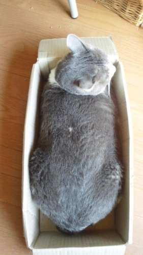 ニャコム