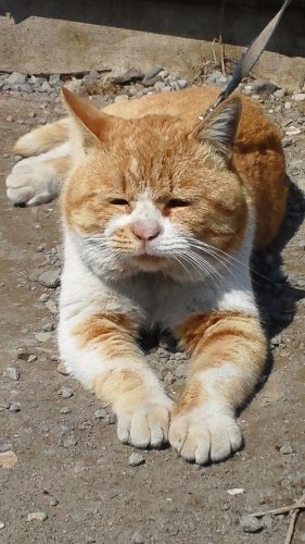 ひもきち