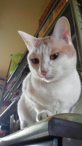 ニャコム