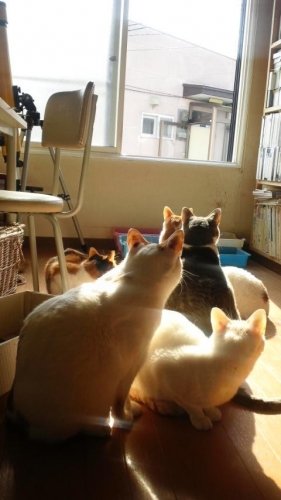 ニャコム