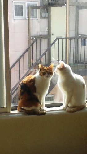 ニャコム