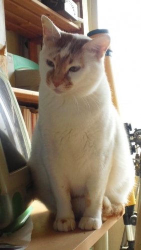 ニャコム