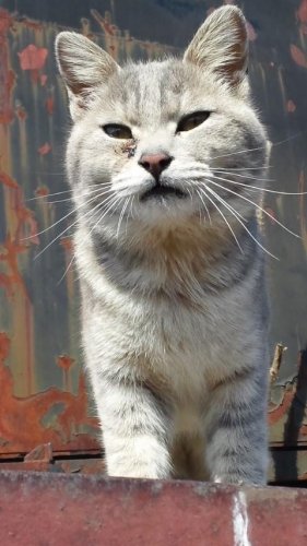 レッツゴー数匹