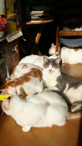 ニャコム