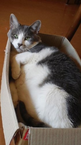 ニャコム
